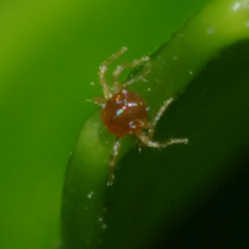 Anystis sp.